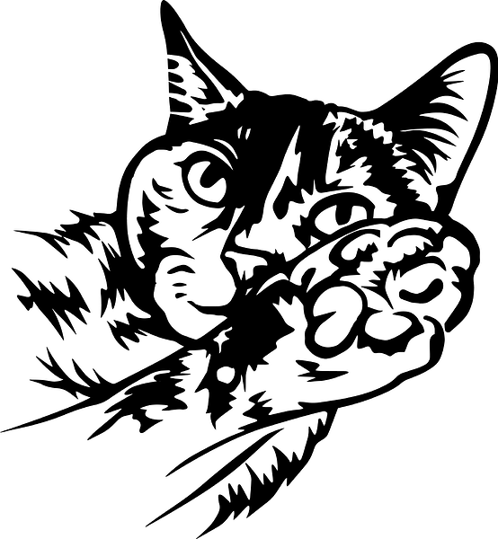zorica cat 4