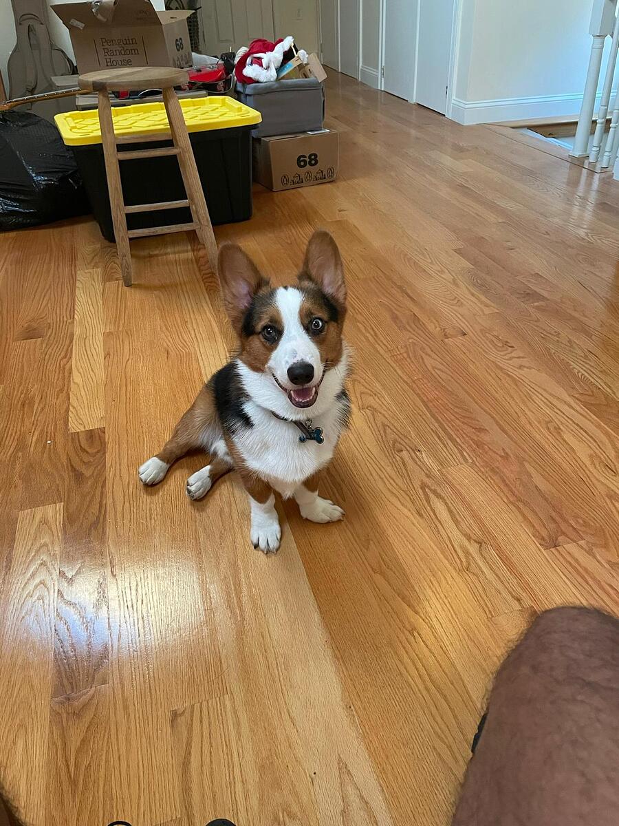 Smiling doggie