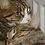 Catz