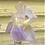 commonplaceiris