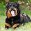 Luvmyrottnboy