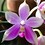Orchid22