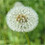 Pink_Dandelion