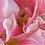 PocketfullofTulips