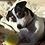 puppyluv
