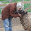 Shetlandspinner