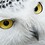 strangeowl